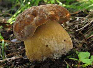 Klikni pro velký obrázek