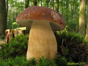 Klikni pro velký obrázek