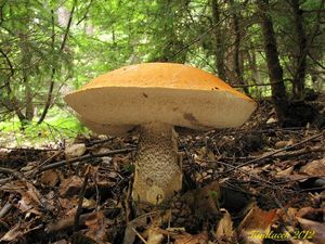 Klikni pro velký obrázek