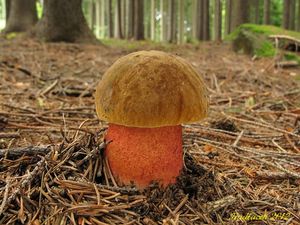 Klikni pro velký obrázek