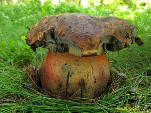 Klikni pro velký obrázek