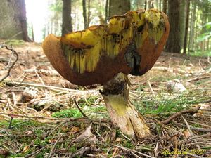 Klikni pro velký obrázek