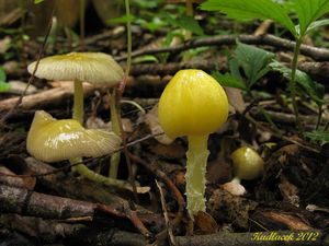 Klikni pro velký obrázek