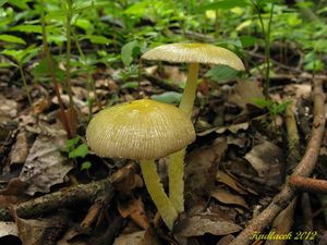 Klikni pro velký obrázek