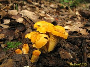 Klikni pro velký obrázek