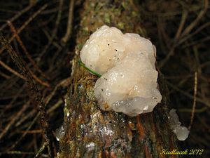 Klikni pro velký obrázek