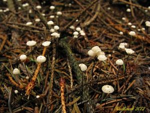 Klikni pro velký obrázek