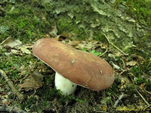 Klikni pro velký obrázek