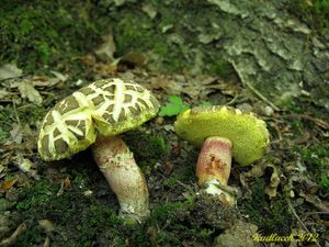 Klikni pro velký obrázek