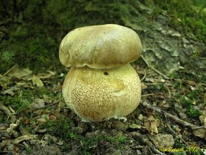 Klikni pro velký obrázek