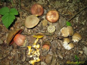 Klikni pro velký obrázek