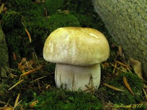 Klikni pro velký obrázek