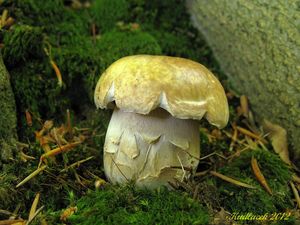 Klikni pro velký obrázek