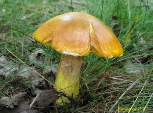 Klikni pro velký obrázek