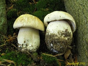 Klikni pro velký obrázek