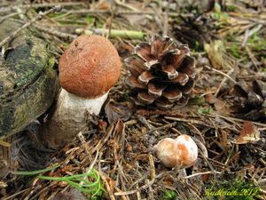 Klikni pro velký obrázek