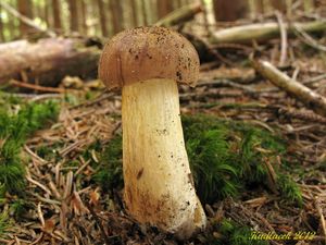 Klikni pro velký obrázek