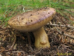 Klikni pro velký obrázek