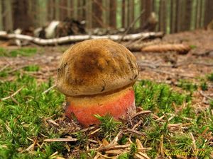 Klikni pro velký obrázek