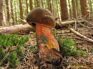 Klikni pro velký obrázek