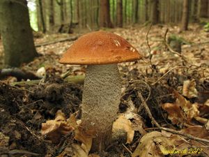 Klikni pro velký obrázek