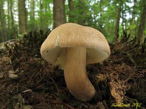 Klikni pro velký obrázek