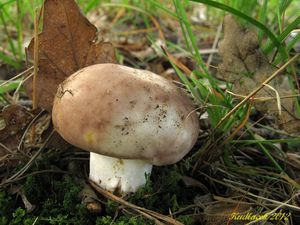 Klikni pro velký obrázek