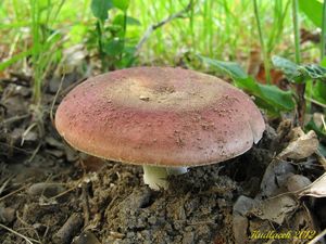 Klikni pro velký obrázek