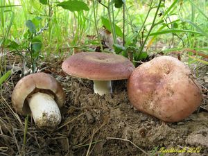 Klikni pro velký obrázek