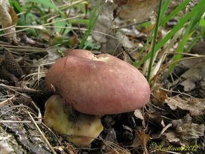 Klikni pro velký obrázek