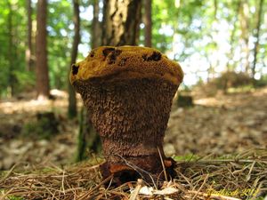 Klikni pro velký obrázek