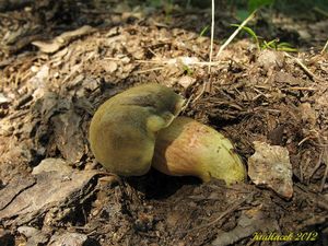 Klikni pro velký obrázek