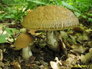 Klikni pro velký obrázek