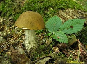 Klikni pro velký obrázek