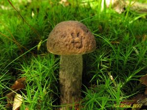 Klikni pro velký obrázek