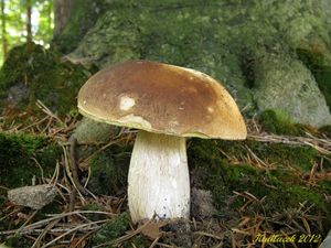 Klikni pro velký obrázek