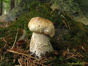 Klikni pro velký obrázek