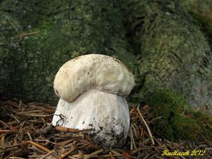 Klikni pro velký obrázek