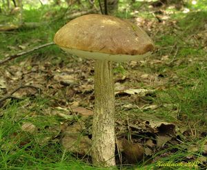 Klikni pro velký obrázek