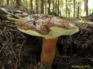 Klikni pro velký obrázek