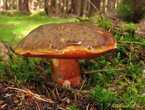 Klikni pro velký obrázek