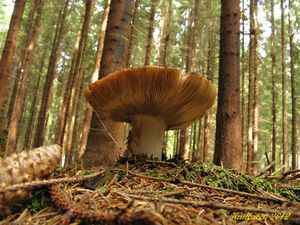 Klikni pro velký obrázek