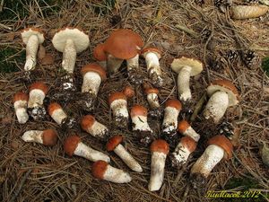 Klikni pro velký obrázek