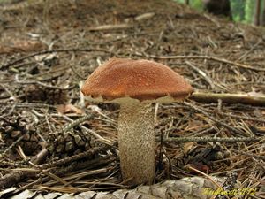 Klikni pro velký obrázek