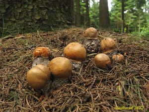 Klikni pro velký obrázek