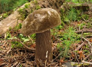 Klikni pro velký obrázek