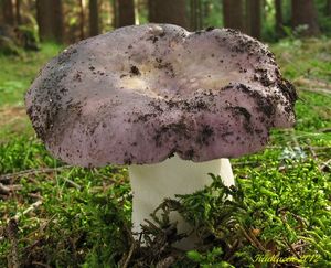 Klikni pro velký obrázek