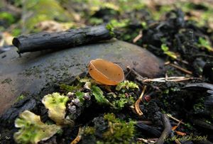 Klikni pro velký obrázek