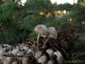 Klikni pro velký obrázek