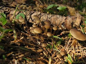 Klikni pro velký obrázek